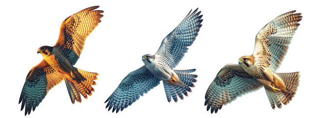 falcon bird flying isolated on transparent background ,flying eagle png ,generative ai