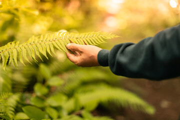 Man's hand touching green fern leaf in the forest. People in nature concept. 