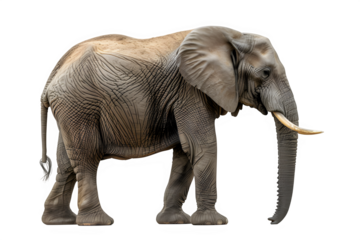 elephant side view isolated on transparent background ,generative ai