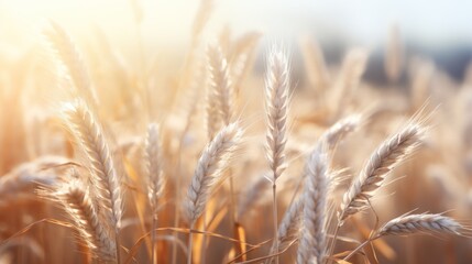 Whispering Winter: Vast Fields of Wheat Turned Sea of White AI Generated - obrazy, fototapety, plakaty