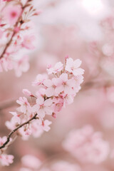 Cherry Blossoms in Soft Focus