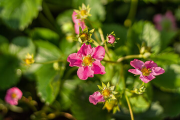 Strawberries with pink flowers. Flowering at end of September. Remontant strawberry variety