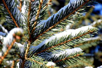 This Snow Covered Christmas Tree stands out brightly against the dark blue tones of this snow covered