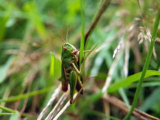 grasshopper in grass