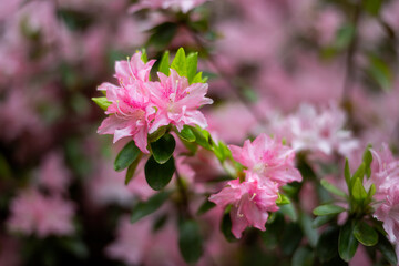 Pink azaleas in spring, close up