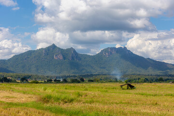 Agriculture concept, Landscape view of rice stubble after harvested with big mountains, The paddy stubble in the rice field with blue sky and white could, Countryside farm, Chae Hom, Lampang, Thailand