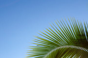 Selective focus of coconut leaves with blue sky, Palm is any member of the Arecaceae or Palmae, The...
