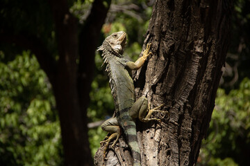 Iguana 