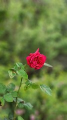 red rose in the garden