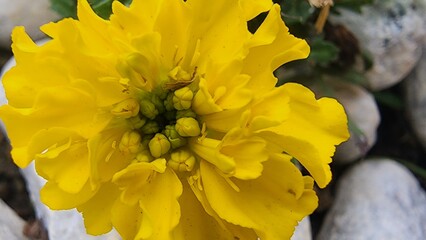 yellow flower