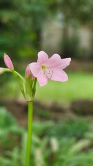 pink flower