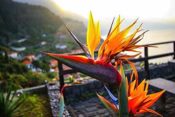 Bird of paradise (strelitzia reginae) flower blooming above the village of Ponta Delgada on the...