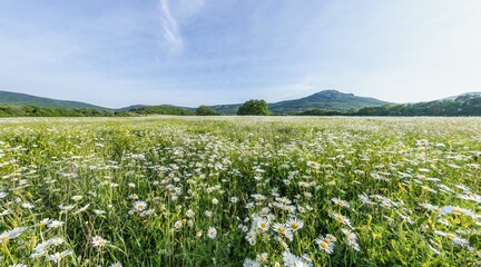 Chamomile field panorama. White daisy flowers in large field of lush green grass at sunset. Chamomile flowers field. Nature, flowers, spring, biology, fauna concept