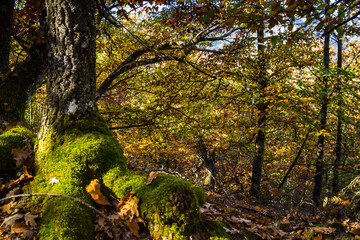 Autumn forest, Gudalupe, Cáceres, Spain