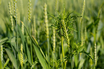 Green ears of wheat and poppy buds close-up. Green background