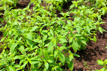 Fresh green leaves of hairy basil plant
