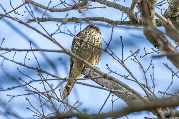 hawk on a branch