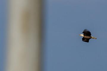 eagle in flight