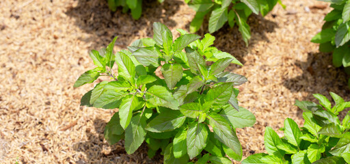 Fresh green leaves of holy basil plant