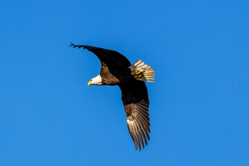 american bald eagle