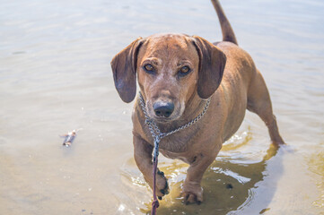 brown puppy dachshund walking in the water in summer