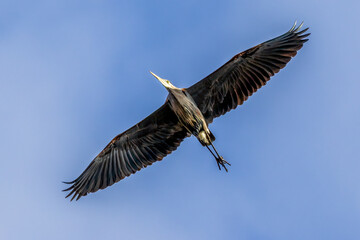 heron in flight