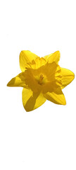 Naklejka premium Flower of yellow daffodils (daffodils) isolated on black background