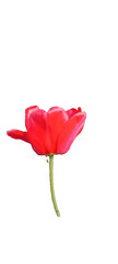 Flower Tulip red, fancy creation. black Background