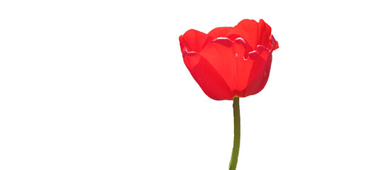 Flower Tulip red, fancy creation. black Background