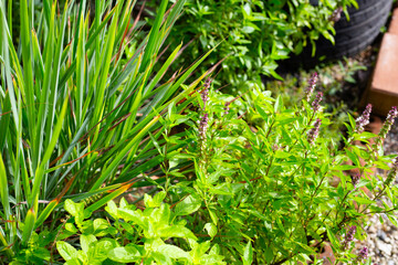 Holy basil with lemongrass and holy basil in vegetable garden. Fresh green leaves of herb plant
