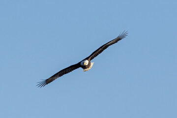 american bald eagle