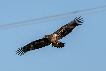 immature bald eagle in flight