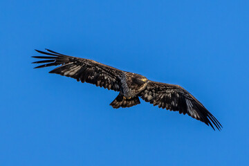 bald eagle in flight