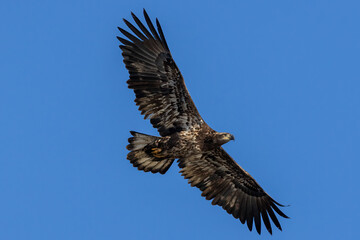 bald eagle in flight