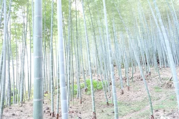 Fotobehang Arashiyama Bamboo Grove - Kyoto, Japan © Eugene