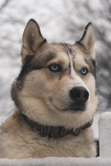 Alaskan Malamute and Siberian husky in snow