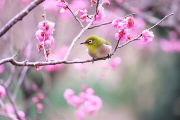 春の訪れと梅とメジロ