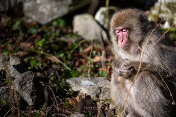 Japanese Macaque monkey Yakushima Island