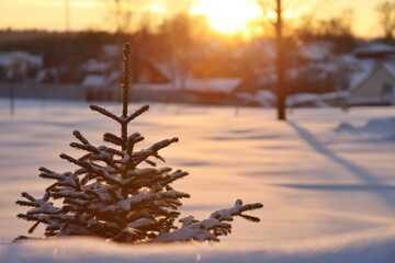 sunset over a snowy field and village. in the foreground there is a young Christmas tree. winter frosty fairy tale with evening sun. reflection of the sun on the snow 