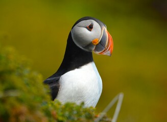 Close up Body and Face Shot of an Atlantic Puffin