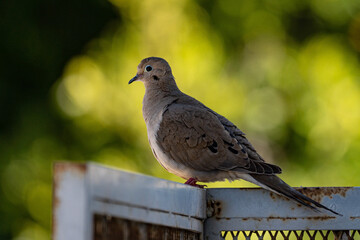 Pigeon in the City with Blue Eyes