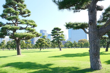 Tokyo Park Trees - Palace Grounds