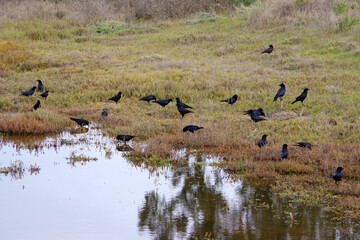 A murder of crows on marsh land