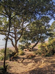 tree by the beach, forest