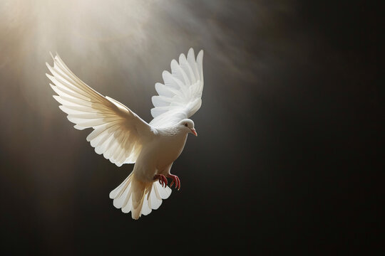 Fliegende Taube im Licht, Zeichen f&uuml;r Frieden, Religion, Christentum, Ostern, Freiheit, Hochzeit, Liebe
