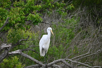 Great Egret