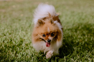 Fototapeta na wymiar Cão Pomeranian Spitz bonito correndo na grama verde.