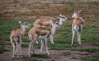 group of deer
