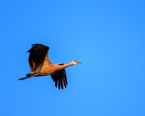 bird in flight