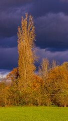 Fototapeta premium Picturesque clearing with trees in fall with sunshine and dramatic rain clouds